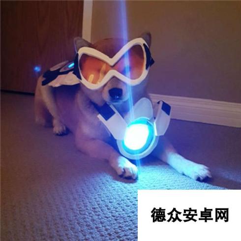 当Doge遇上OW 柴犬神COS守望先锋英雄